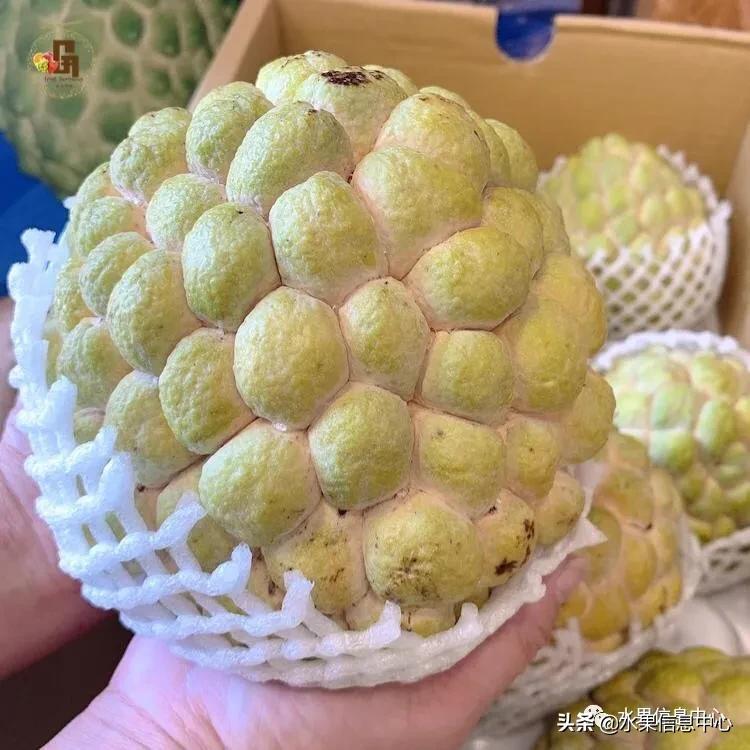 进口水果生意年入千万,批发水果月入百万