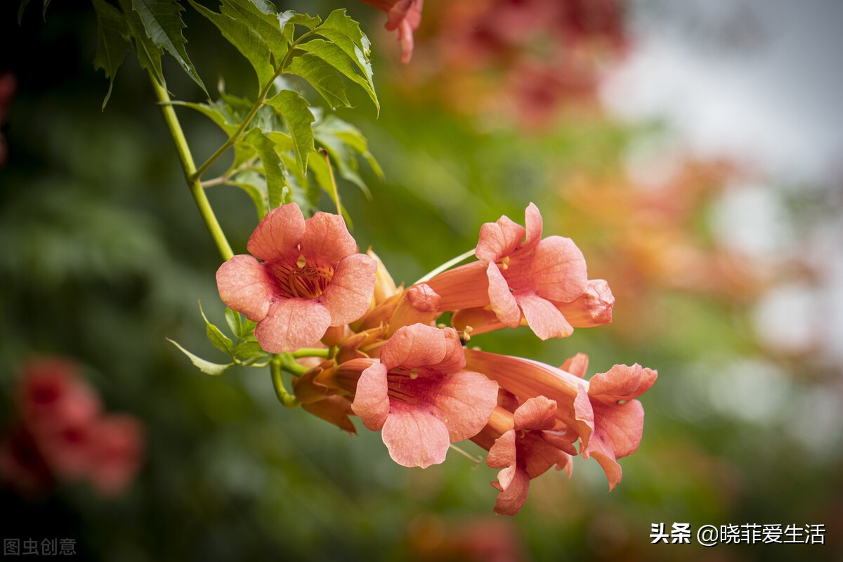 哪些花气味有毒不能养,哪10种花有毒