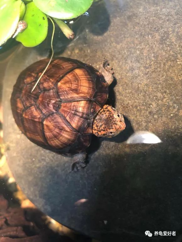 龟脱水怎么救,龟类的饲养知识和日常护理方法