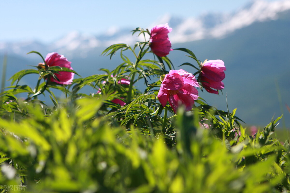 乳腺纤维瘤和乳腺囊肿哪个严重,乳腺结节增生与纤维瘤吃什么中药