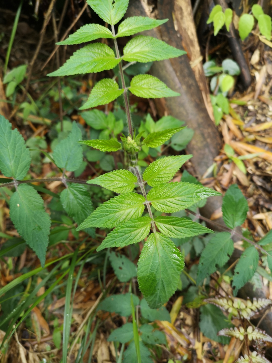 竹林深处探宝——只为了那一棵黄精
