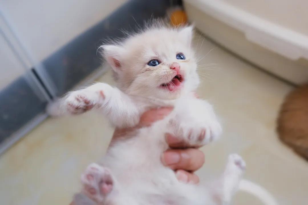 猫耳朵痒怎么办快速解决方法,我家猫脖子特别痒