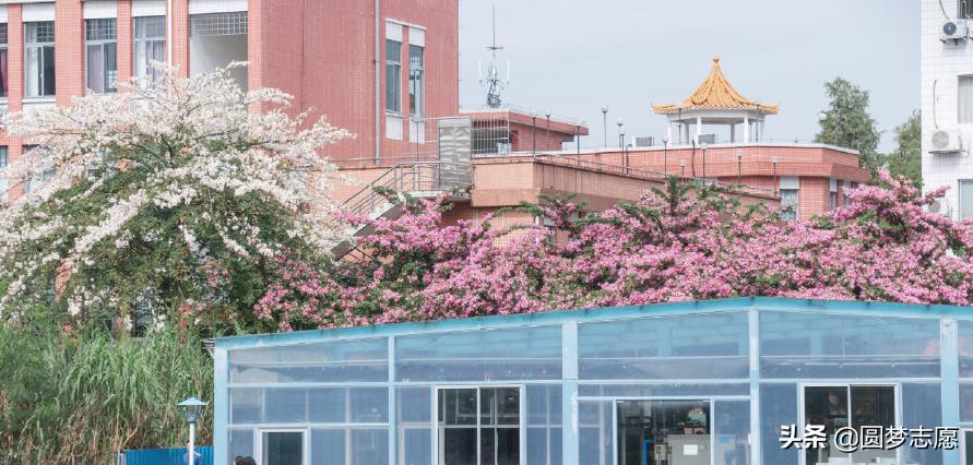 中国南方师范大学排名,南方大学排名及分数线山东省