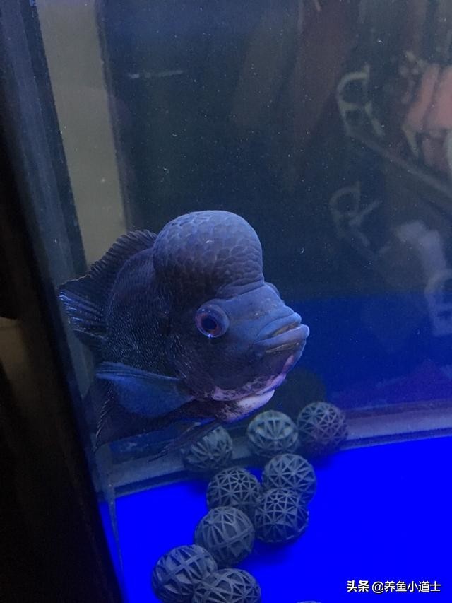 罗汉鱼上下鳍发黑是起砂吗,罗汉鱼发黑有斑马纹怎么治