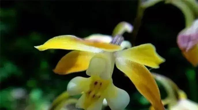 史上最全的兰花鉴赏,兰花品种之精品欣赏