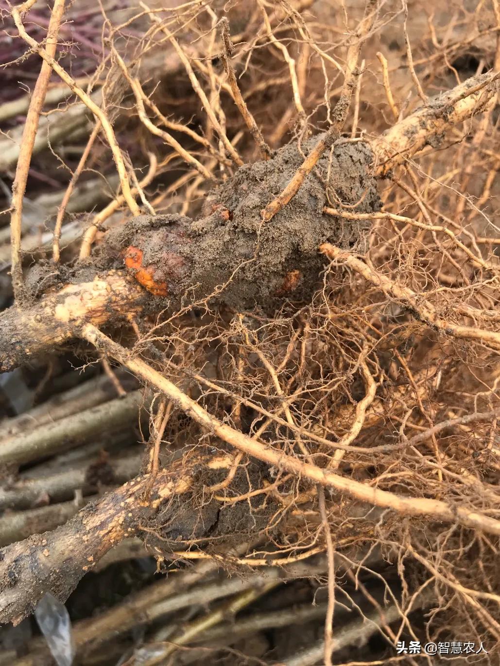 桃树怎么提高挂果率,如何有效提高桃树扦插成活率