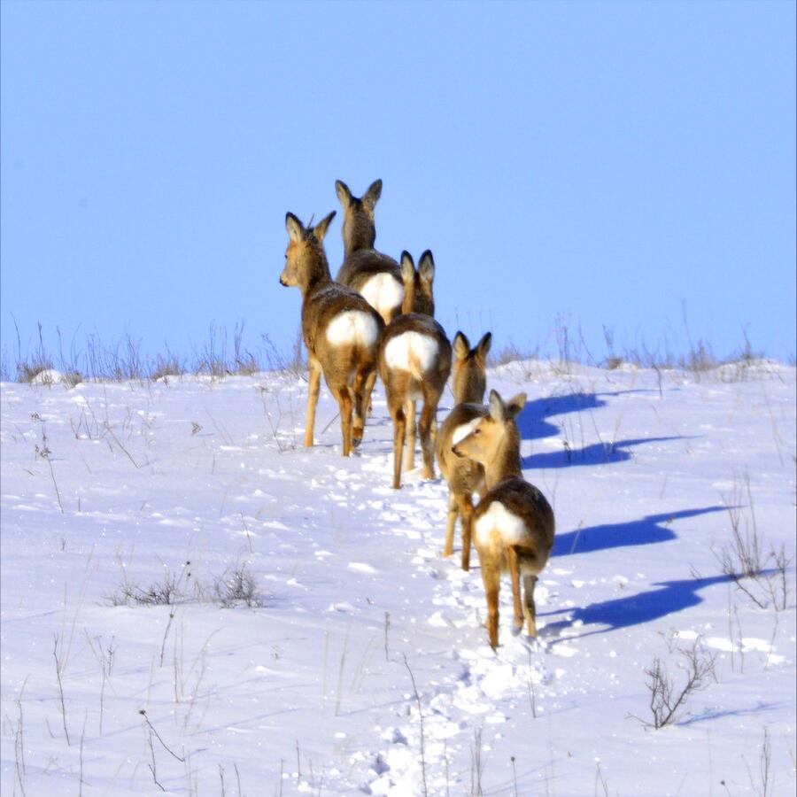 粗心的猎人,猎人打狐狸自己受伤脑筋急转弯