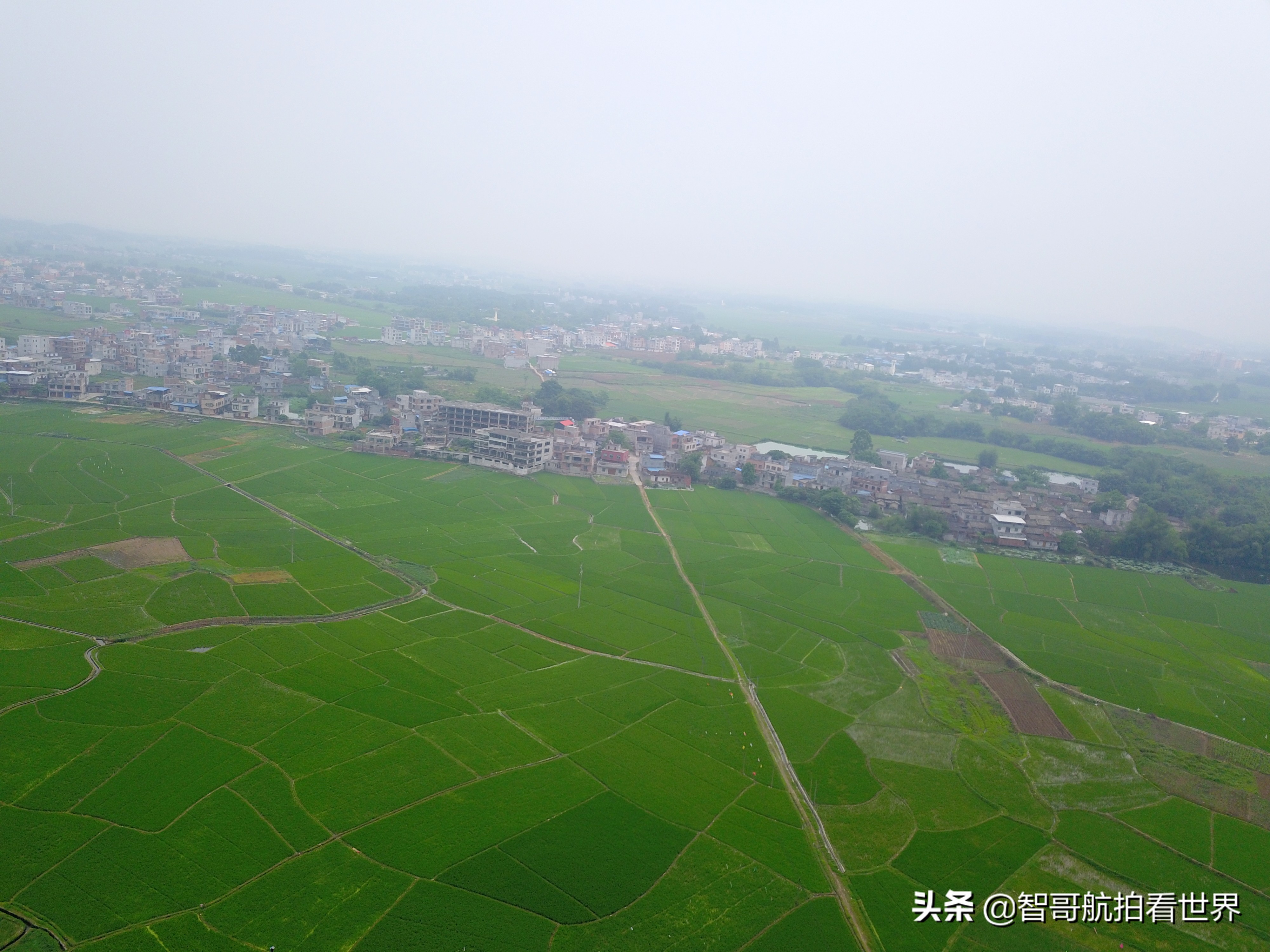 广西宾阳炮龙乡视频,宾阳炮龙之乡新闻