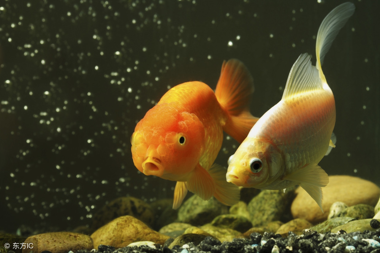 星座大揭秘双鱼座,双鱼座星座传说