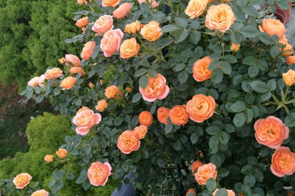 最适合做花墙的四季开花藤本月季,适合做花墙的藤本月季推荐