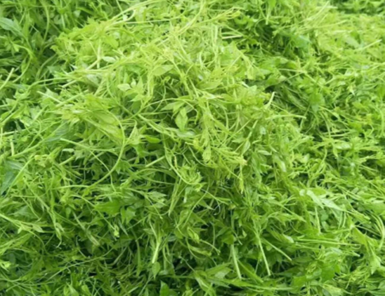 茅岩莓茶和张家界莓茶有什么区别,茅岩莓茶是凉性还是温性茶