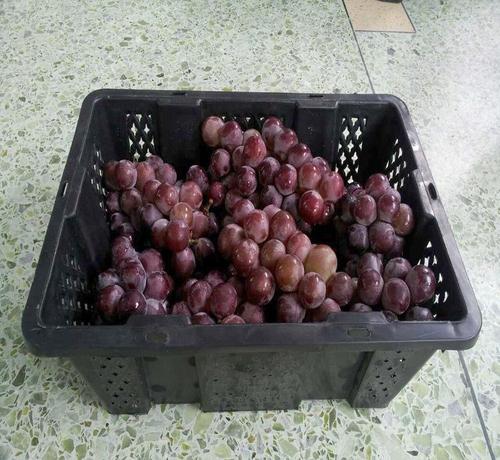 葡萄将熟之际，这些准备你要知道！做好了才能挣钱