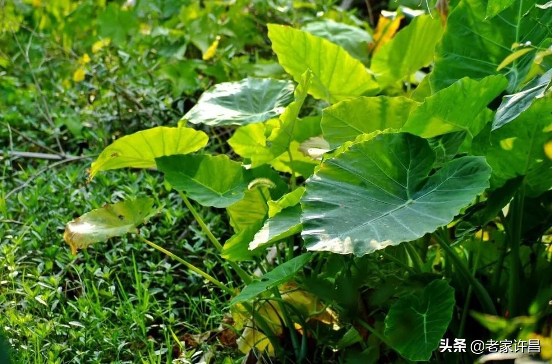 许昌老城故事大全,讲述许昌的故事