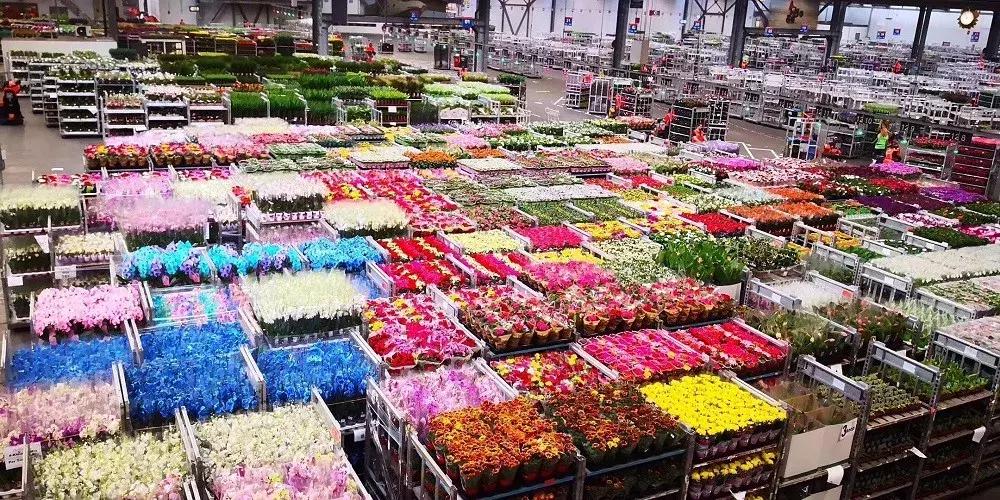 世界顶级鲜花市场,全国最大鲜花交易市场
