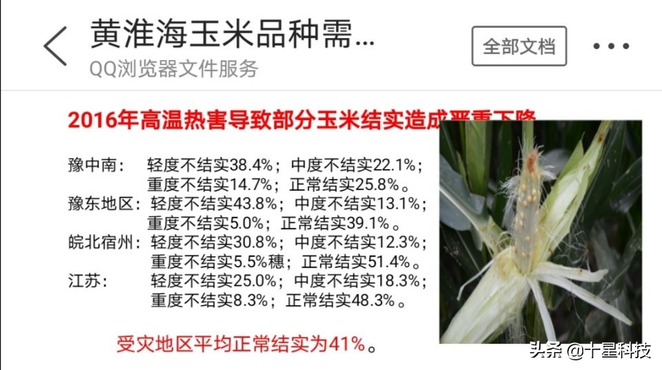 玉米不一样的品种可以混播吗,玉米混播高产吗