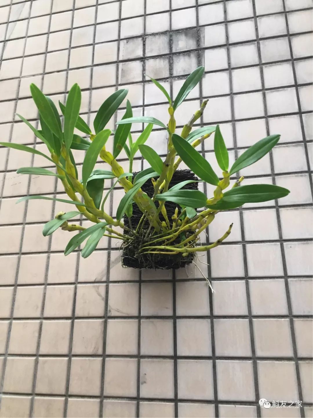 石斛兰烂根全部腐烂怎么办,石斛兰花烂根要怎么挽救