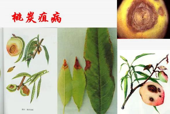 桃树的病虫害防治大全,桃树病虫害防治简单方法