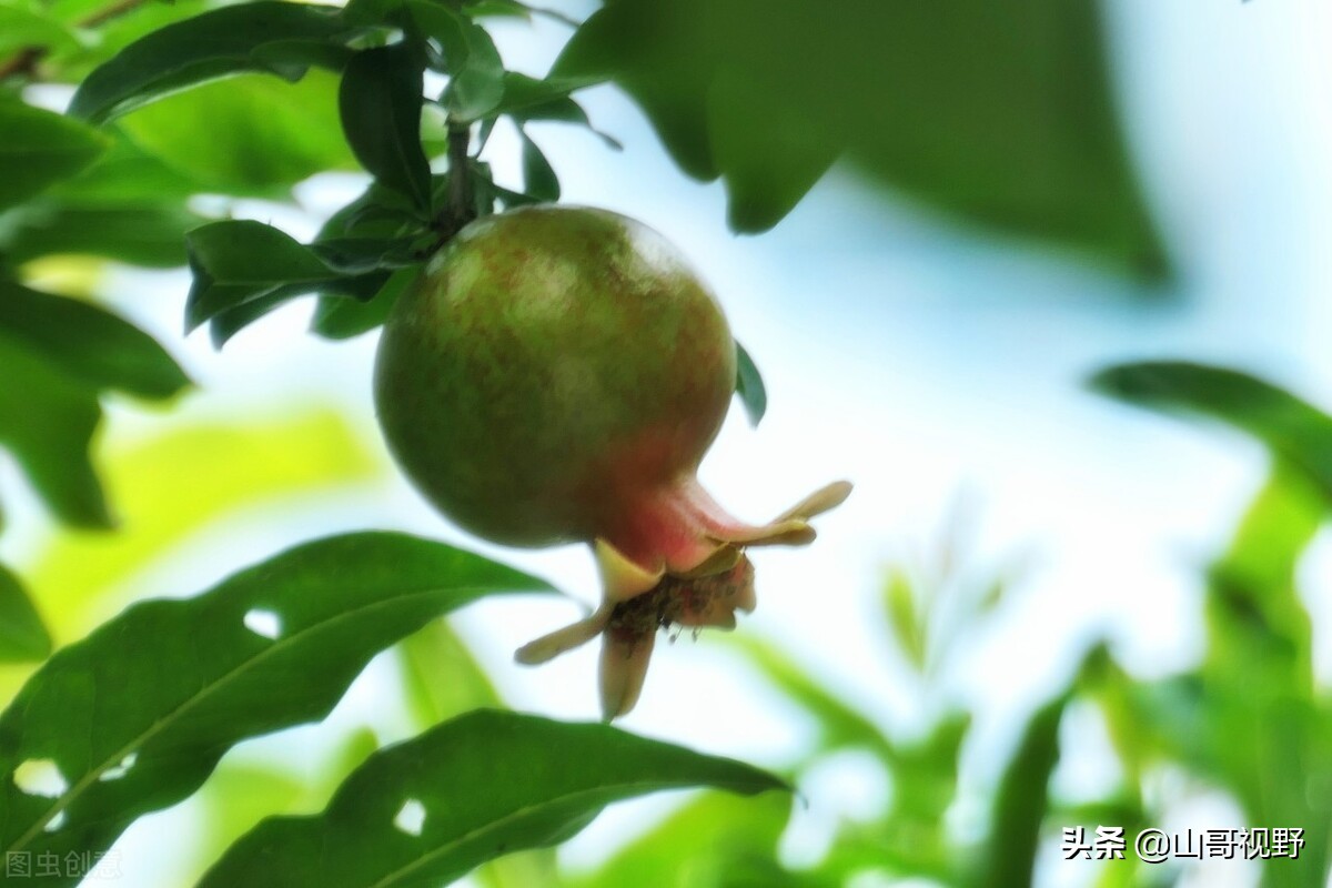 石榴树的种植技术和施肥方法,盆栽石榴九月底十月初还能施肥吗