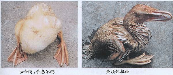 鸭子常见病,鸭子常见病防治方法