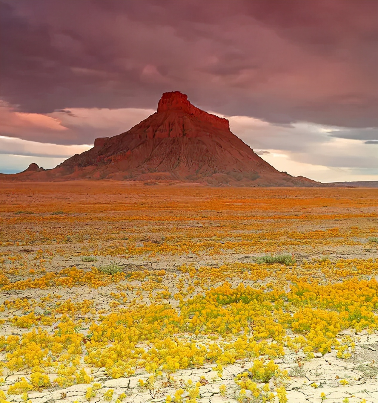 碧桂园首秀,碧桂园天津最新消息