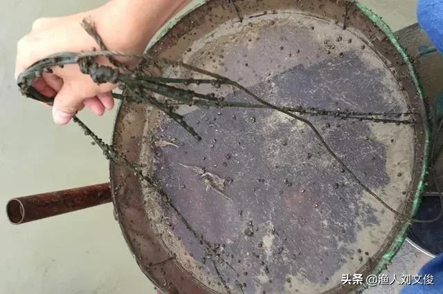 黄颡鱼烂鳃是怎么回事,黄颡鱼腐皮烂身