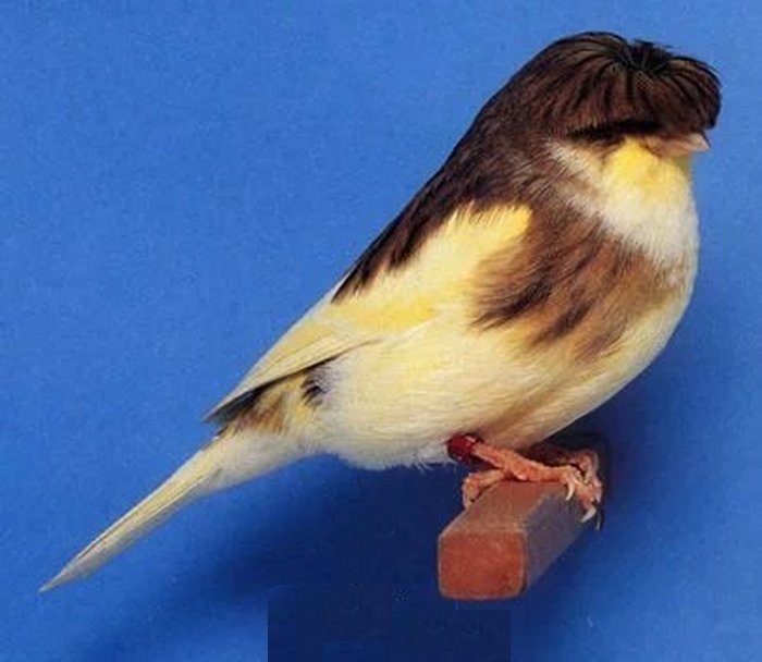 一种来自非洲的野鸟,被人工繁育出数百个品种,惊艳了整个世界