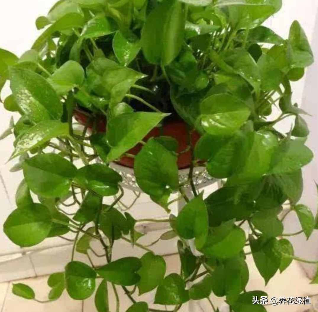 水培绿萝跟土培绿萝是一个品种吗,绿萝的养殖方法水培和土培的区别