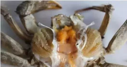 蟹类专题河蟹养殖如何选苗与放苗,怎么挑选好的河蟹蟹苗