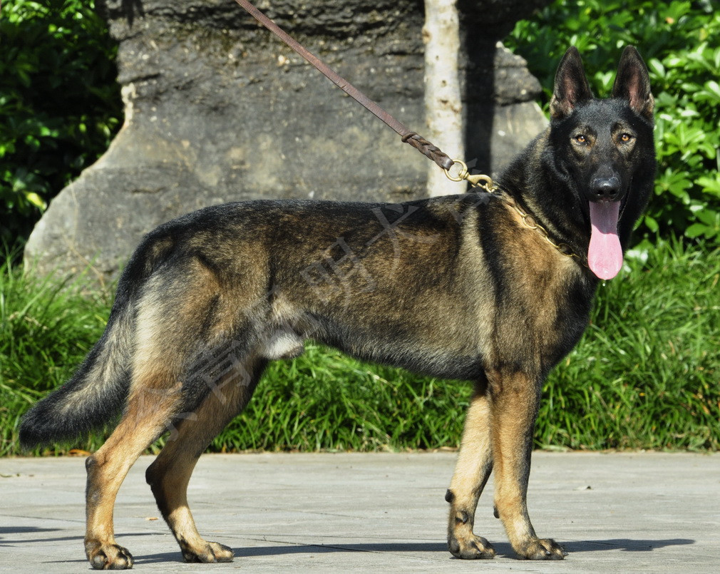 好的昆明犬有什么区别,中国昆明犬和昆明犬有什么区别