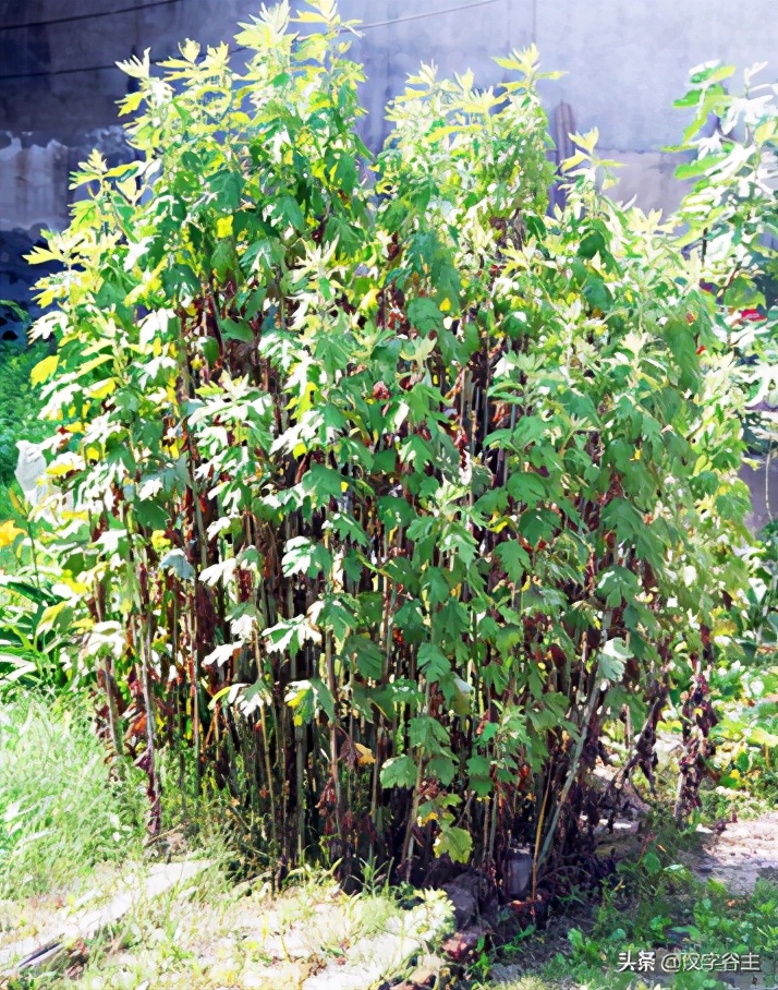 大语文大在哪？汉字思维是什么？以“夜未艾”的“艾”作例讲开去