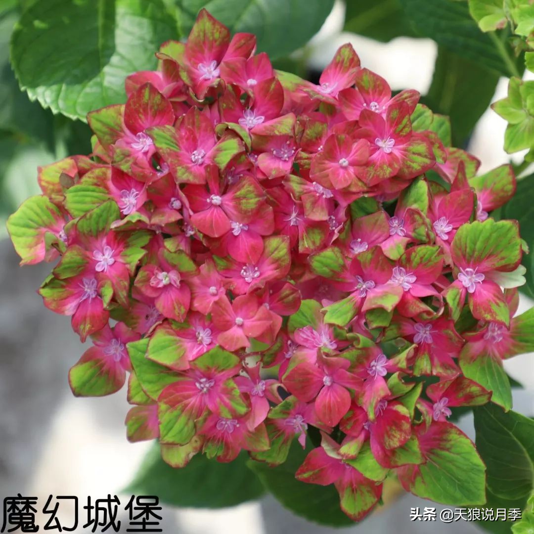 绣球季家里不缺花，全场8折迎初夏
