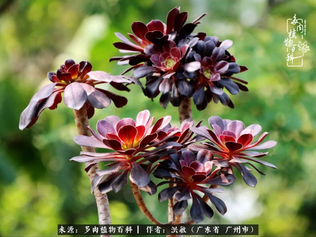 细品广州暴雨后，盛夏来临前的法师