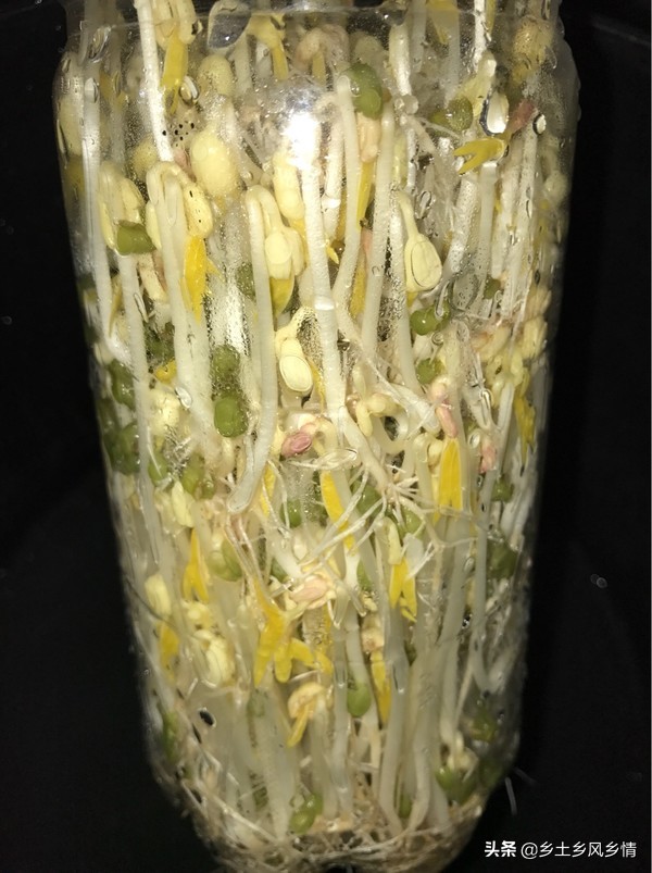 发豆芽的方法视频塑料瓶,发豆芽的简单方法小学生