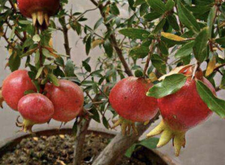 挂果的盆栽石榴树,盆栽石榴树怎样多结果呢视频