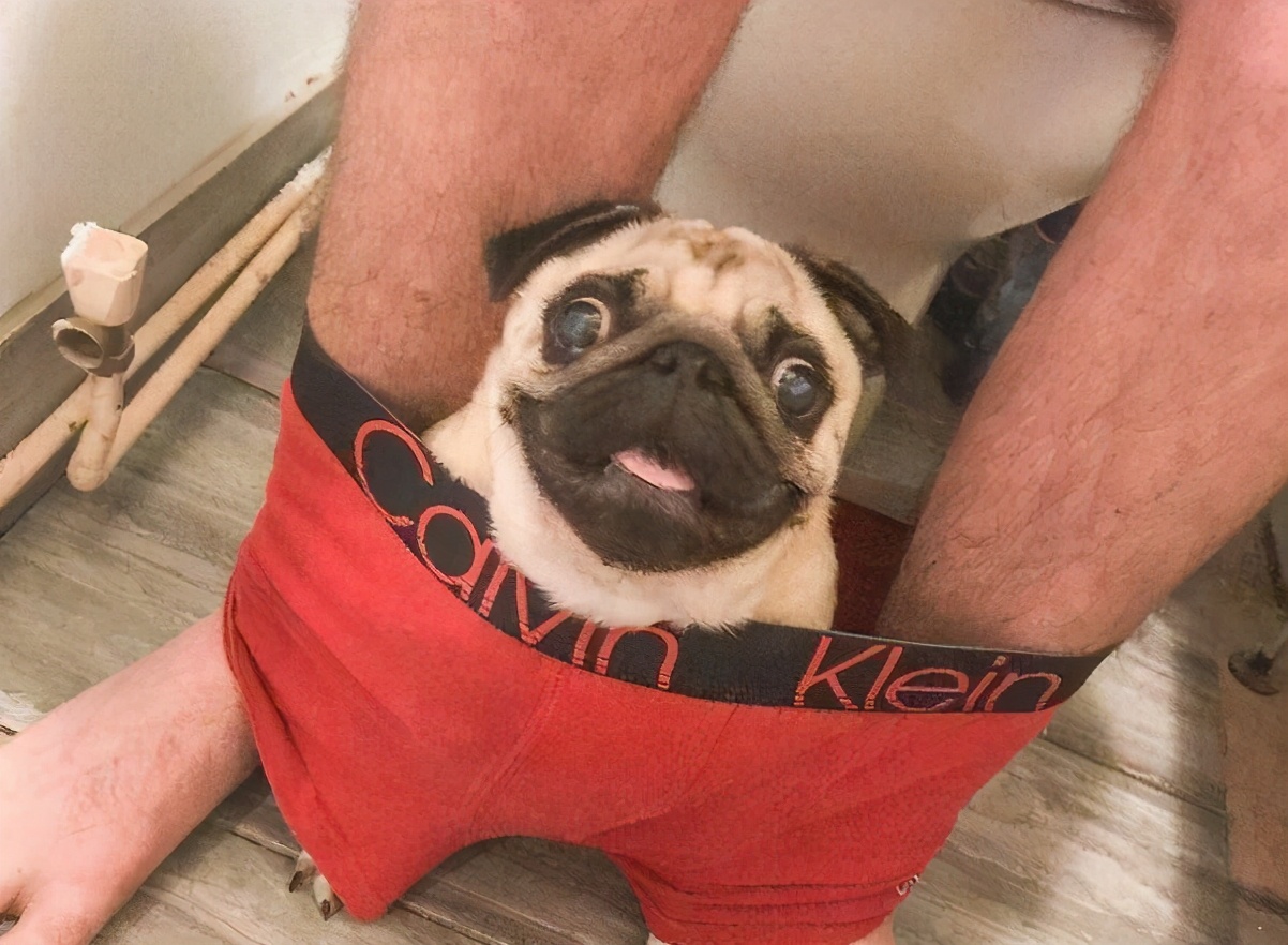 如何养好巴哥狗,养好巴哥