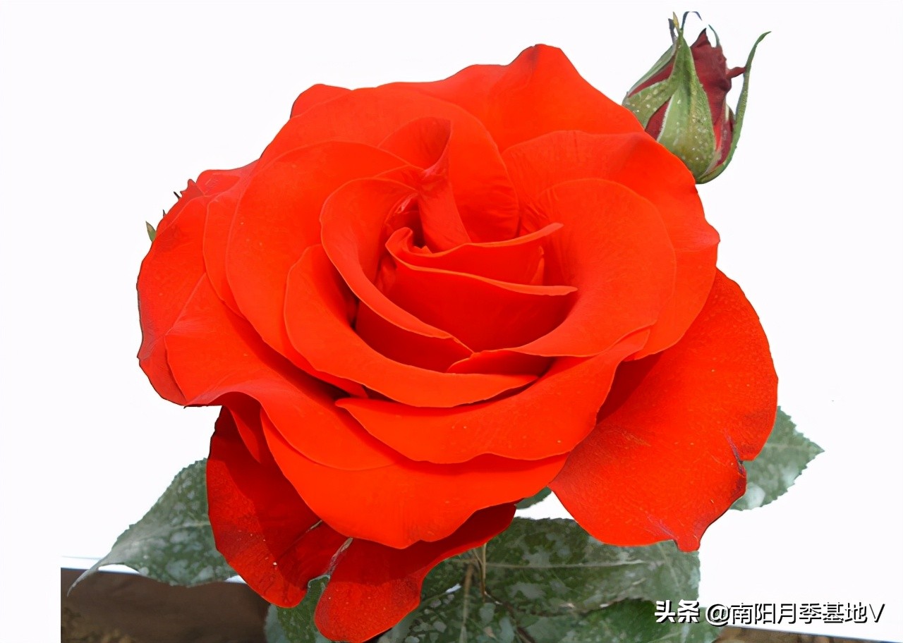 香气大的月季品种大全图片,月季十种好闻的香味