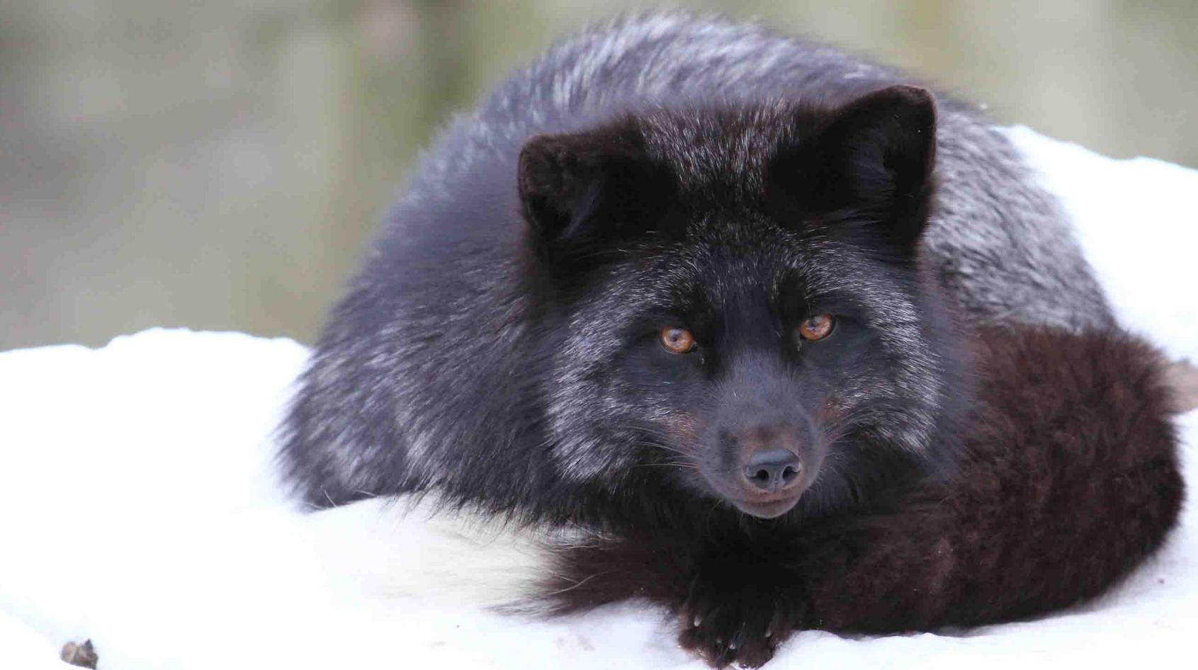 俄罗斯科学家养狐狸,俄罗斯科学家驯化银狐