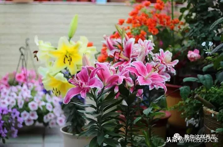 香味最好闻的十种花,一年四季都能闻到香味的四种花