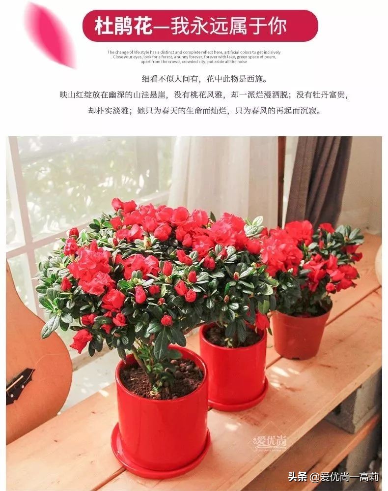 完美搭配,背阴阳台咱们也可以打造一个花园!