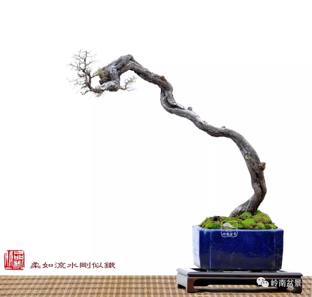 一盆盆景佳作究竟应该是怎样的,大师级盆景作品欣赏