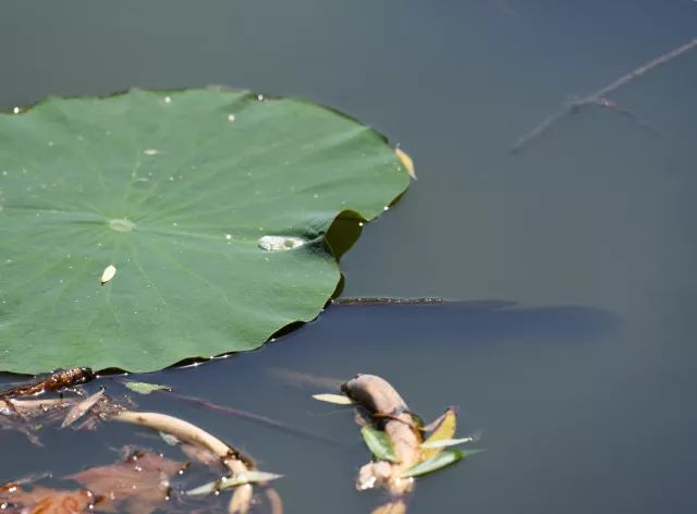 黑鱼基本都在哪,关于黑鱼的深度解析