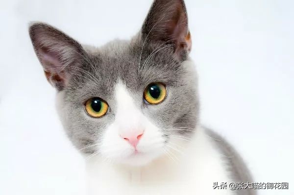 辟谣猫咪传染狂犬病的真相,猫咪是否传染新冠