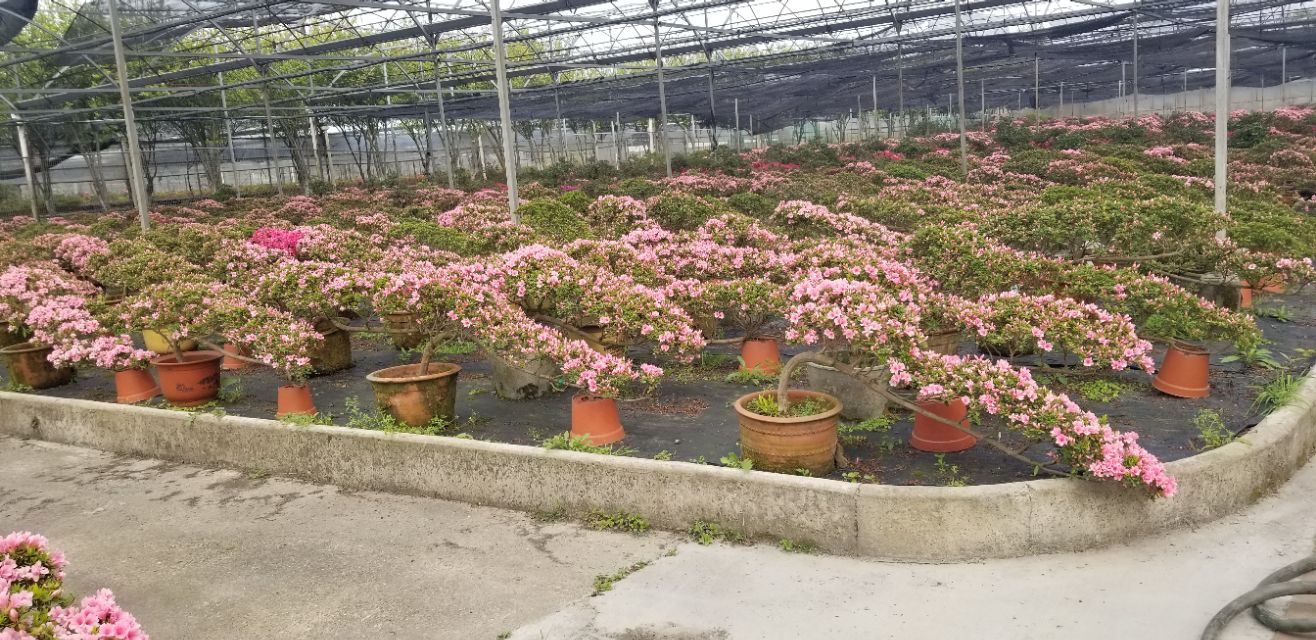 又是清明雨上折菊寄故人,清明雨上折菊寄相思