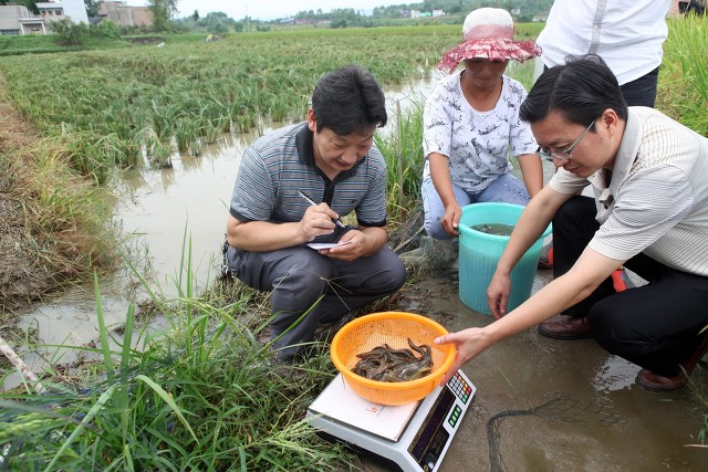 未来3年泥鳅价预测,今年泥鳅市场价能卖多少元一斤