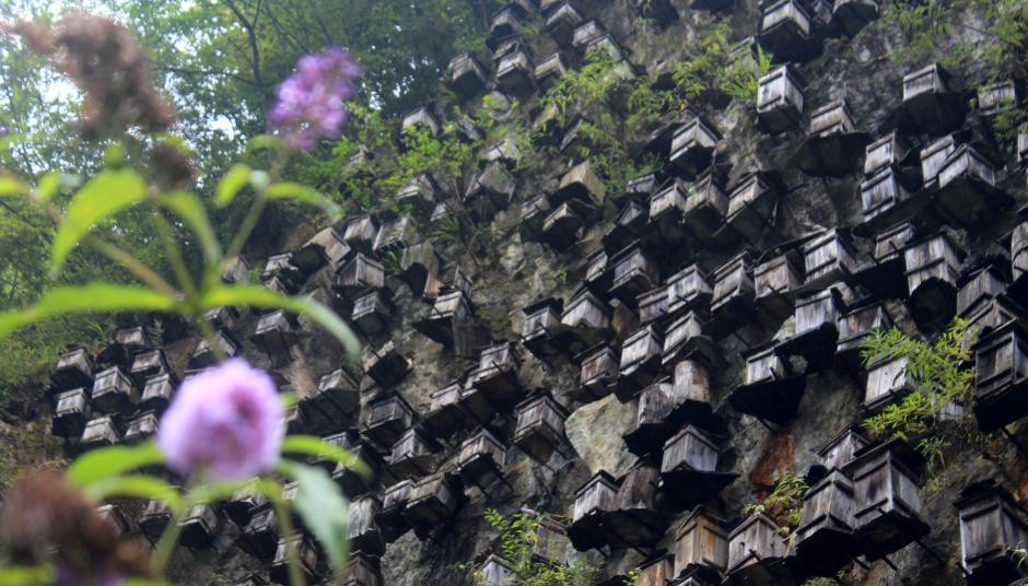 中国五大产蜜地是哪里,中国十大蜜源植物是哪些