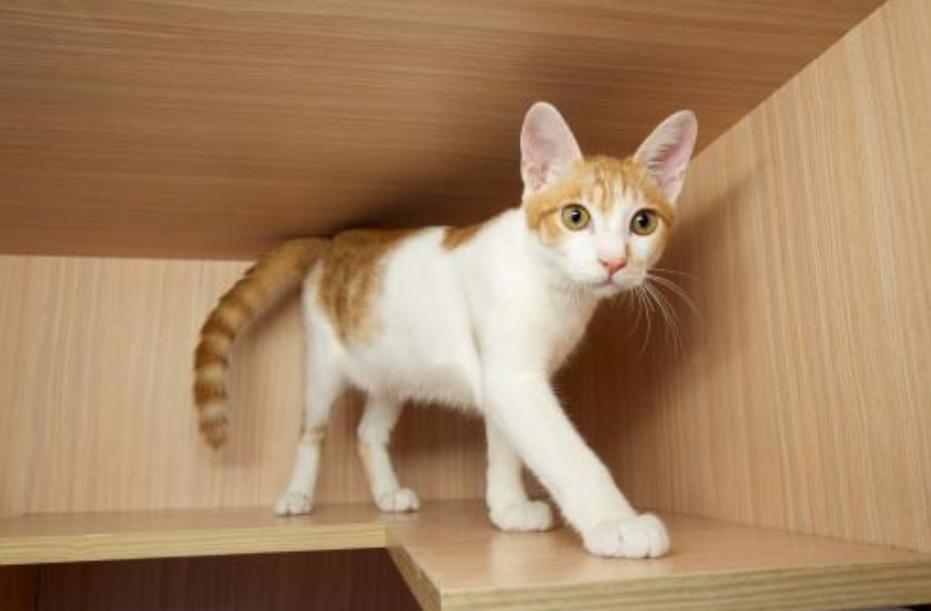 领养小猫咪时送什么礼物,领养刚出世的猫咪怎么喂养