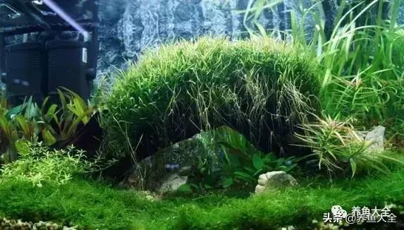 第一天养鱼需要注意什么吗,养鱼天气热了需要注意什么