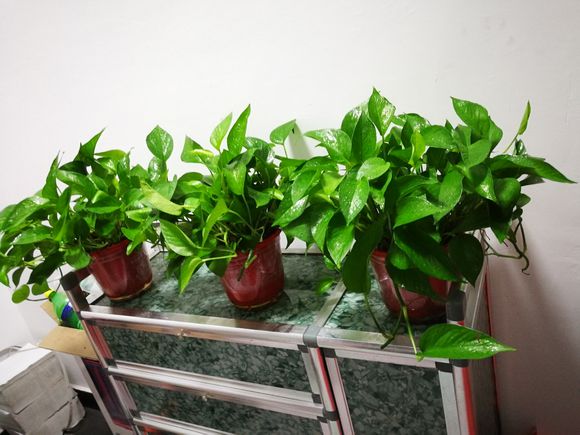 绿萝黄叶是什么原因应如何养护,大的绿萝经常黄叶是什么原因