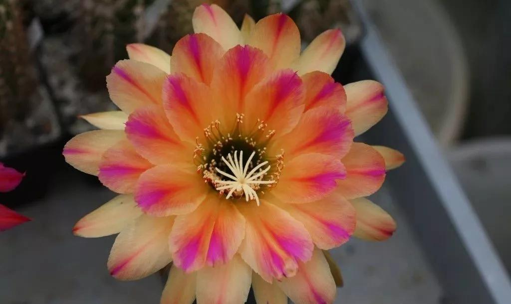 100种仙人球花图片,100种仙人球的品种视频