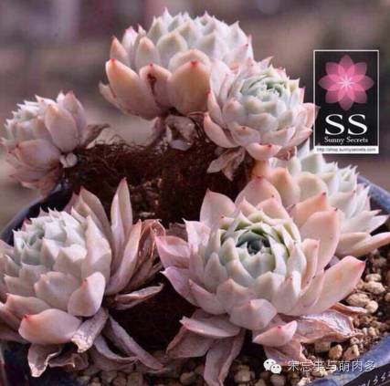 多肉月影系有哪些品种,月影系多肉品种大全